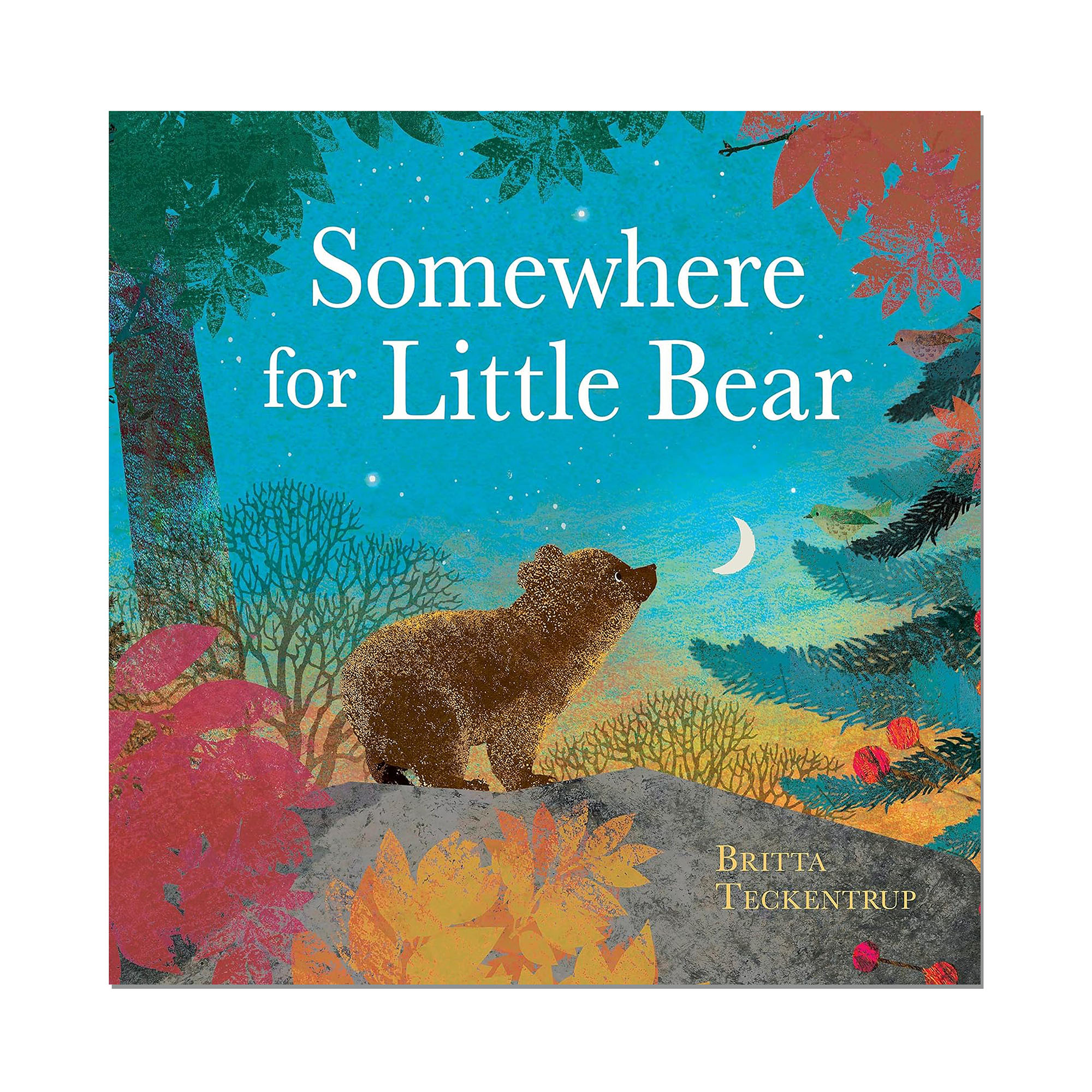 Somewhere For Little Bear paperback book